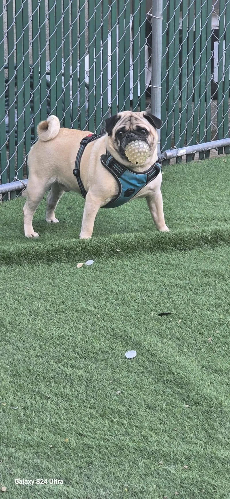 A young medium-sized male Pug dog named Frank for adoption in Tenafly, NJ