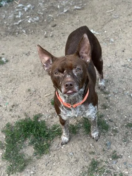 Rosemary thumbnail 2