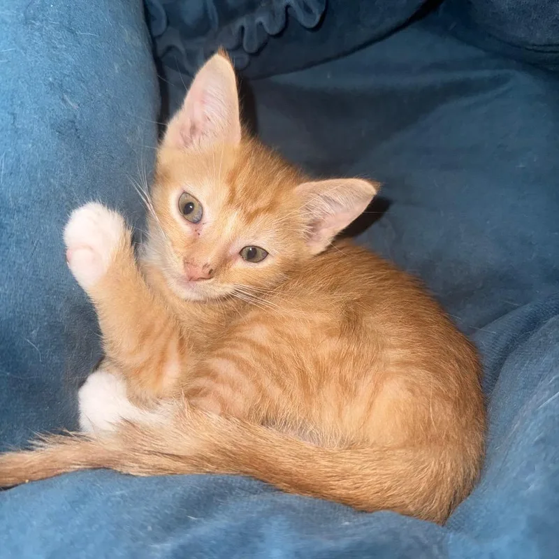 A baby small-sized female Orange / Red Domestic Short Hair cat named Little lucy for adoption in Howard beach, NY