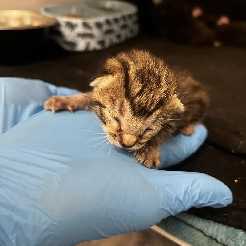 A baby small-sized female Brown / Chocolate Domestic Short Hair cat named Brooke for adoption in Lake Jackson, TX