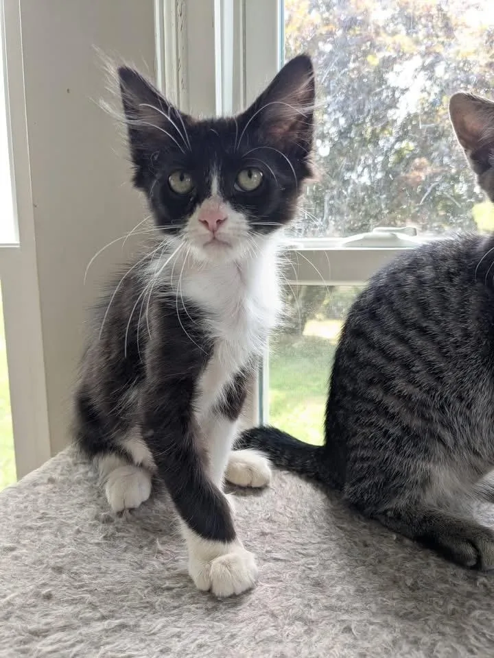 A baby small-sized male Domestic Medium Hair cat named Sylvester for adoption in Enfield, CT