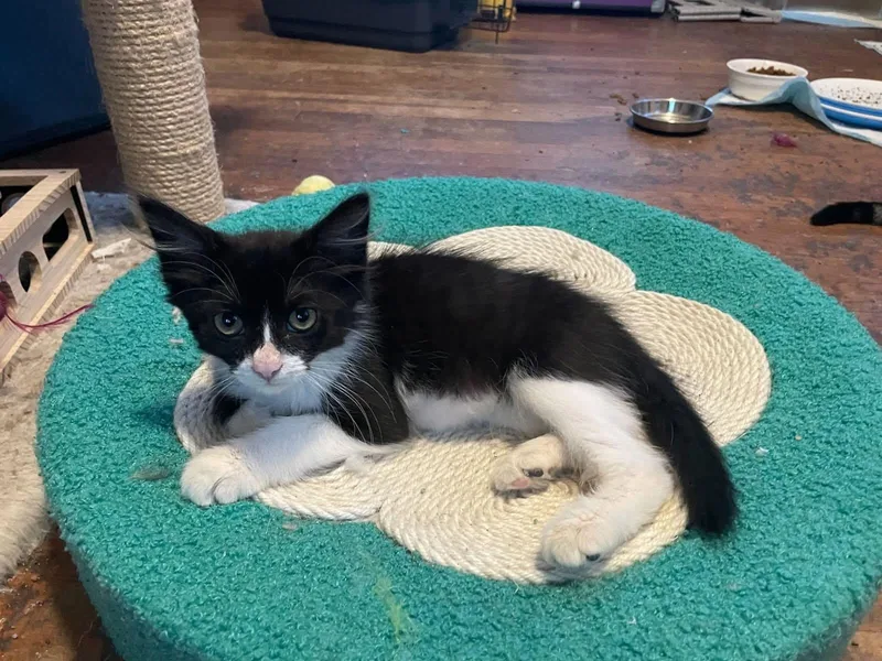 Sylvester thumbnail 2