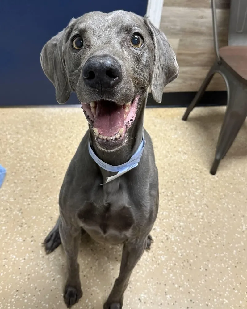 A senior medium-sized male Gray / Blue / Silver Weimaraner dog named Ash for adoption in Birmingham, AL