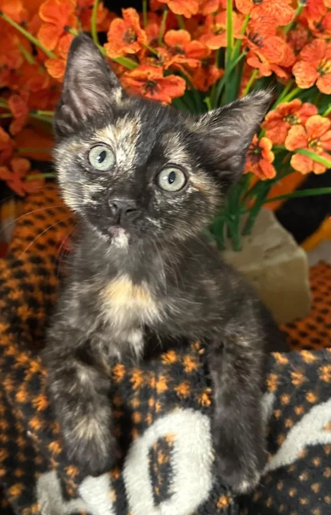 A baby small-sized female Domestic Short Hair cat named Elizabeth for adoption in Stillwater, OK