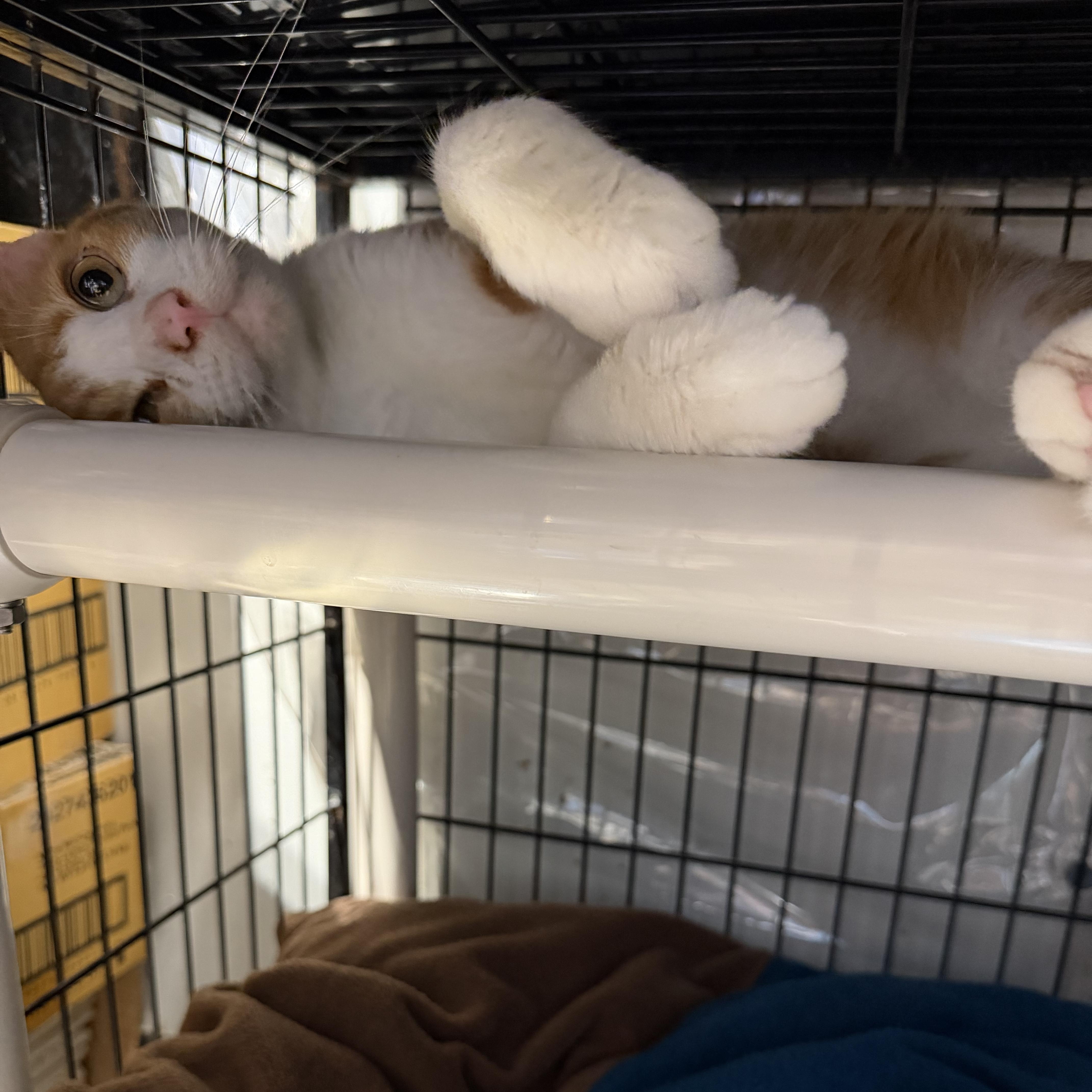 An adult large-sized male Orange / Red American Shorthair cat named Butters for adoption in Warr Acres, OK