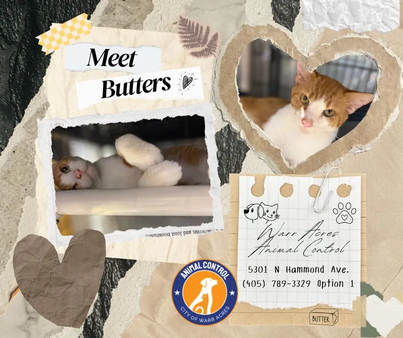 Butters thumbnail 5