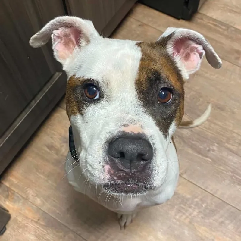 An adult medium-sized female White / Cream Mixed Breed dog named Ziva for adoption in Pelham, NH