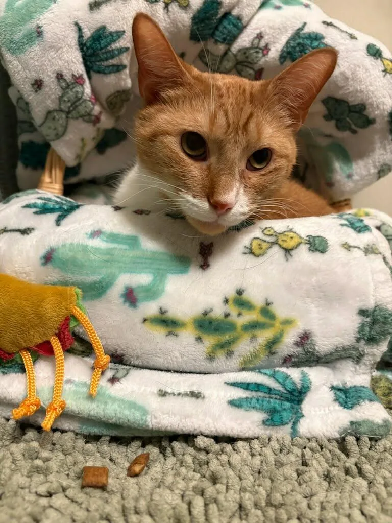 An adult medium-sized male Orange & White Domestic Short Hair cat named Atlas for adoption in Champaign, IL