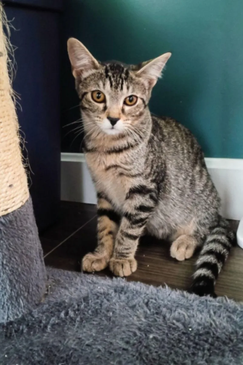 A baby medium-sized female Tabby (Gray / Blue / Silver) Domestic Short Hair cat named Amber for adoption in Wheaton, IL