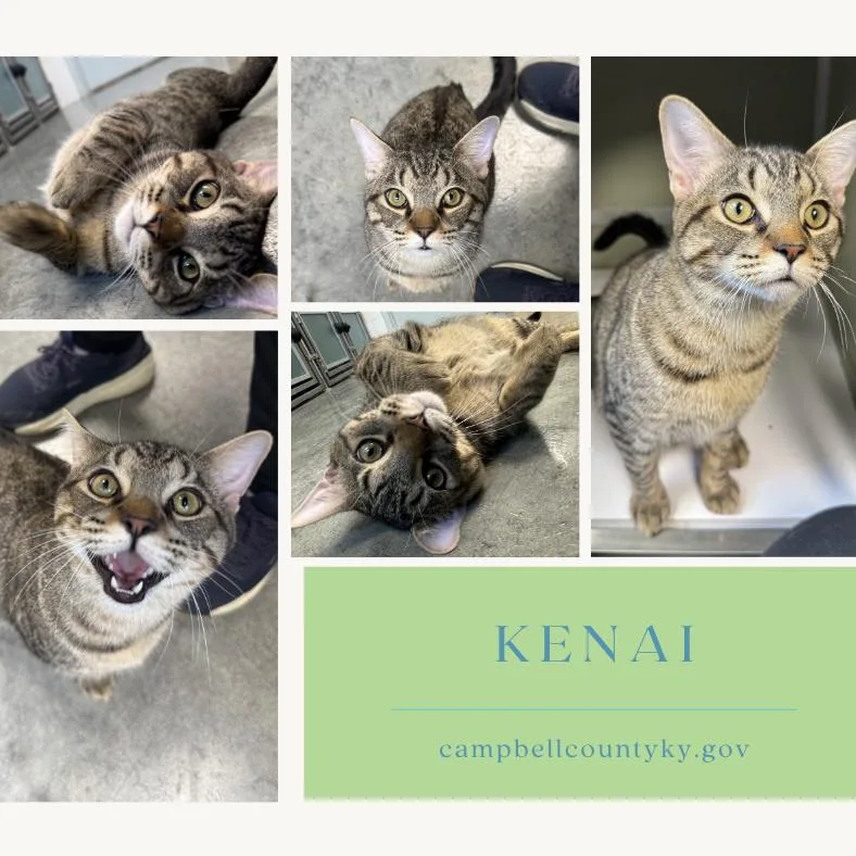 A young small-sized male Brown / Chocolate Domestic Short Hair cat named Kenai for adoption in Melbourne, KY