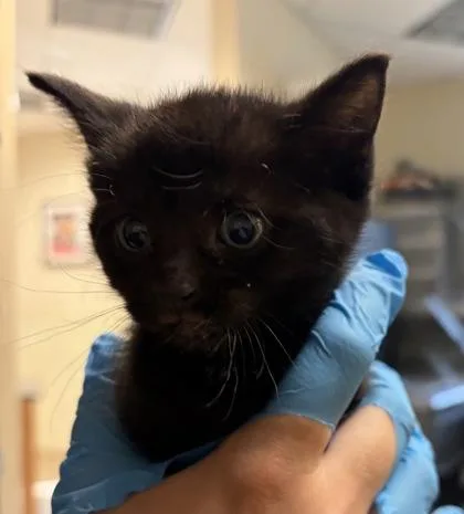 A baby small-sized female Domestic Short Hair cat named Prada for adoption in West Chester, PA