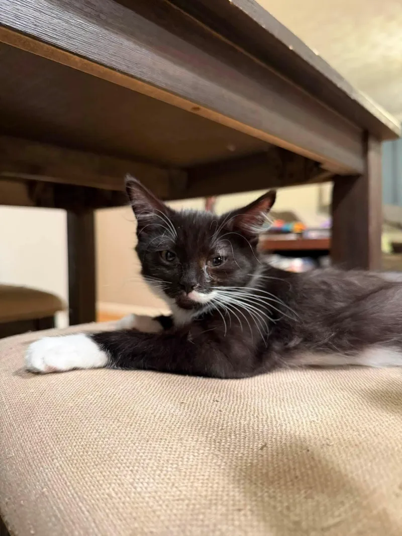 A baby small-sized female Domestic Short Hair cat named Angel Pie for adoption in Enfield, CT