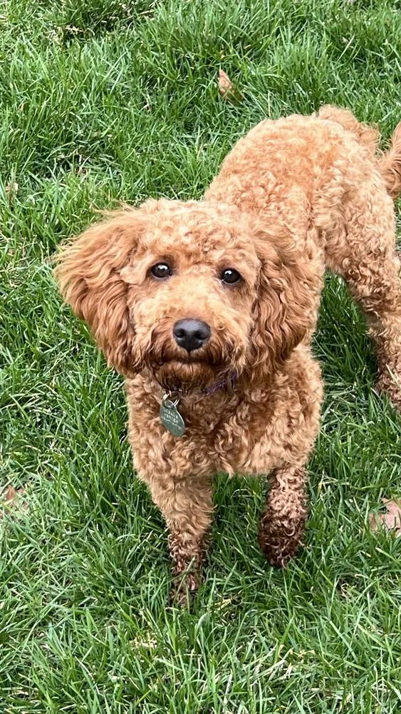 A baby small-sized female Cavalier King Charles Spaniel dog named Calista for adoption in East Greenville, PA
