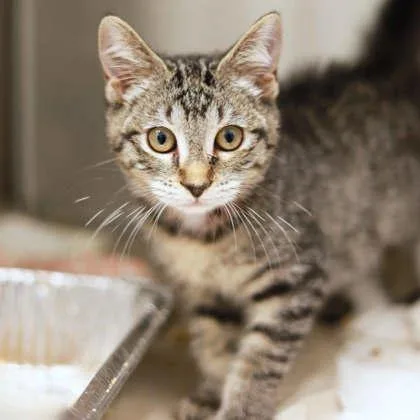 A baby small-sized female Gray / Blue / Silver Domestic Short Hair cat named Zizi for adoption in Atlanta, GA