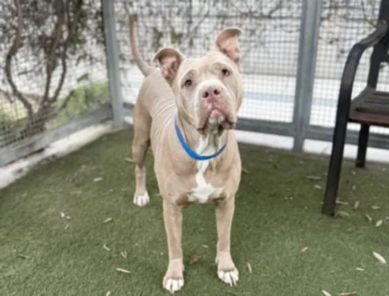 An adult large-sized female Pit Bull Terrier dog named Mama for adoption in Los Angeles, CA