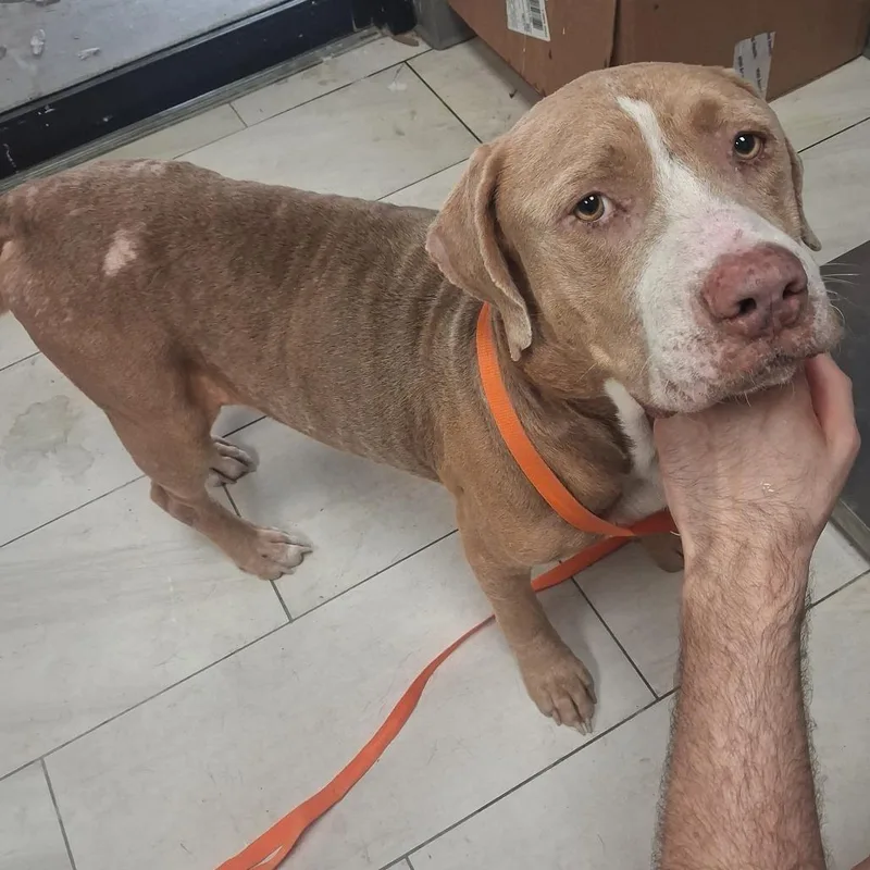 An adult medium-sized male Pit Bull Terrier dog named Goat for adoption in Lufkin, TX