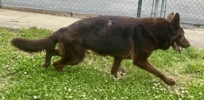 An adult large-sized female Brown / Chocolate Shepherd dog named Ember for adoption in Glasgow, KY