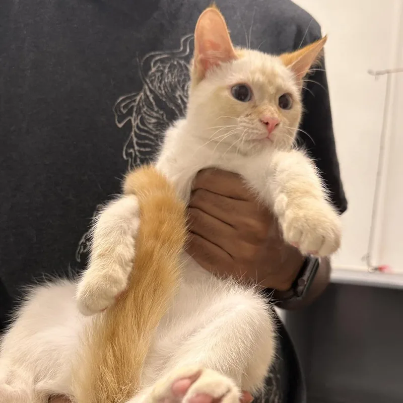 A baby small-sized male White Domestic Short Hair cat named Butch for adoption in Prosper, TX
