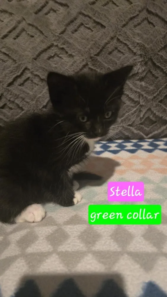 Stella