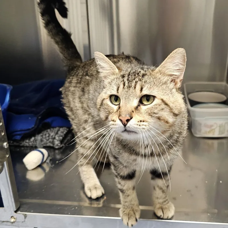 An adult large-sized male Brown / Chocolate Domestic Short Hair cat named Franklin for adoption in Monroe, MI