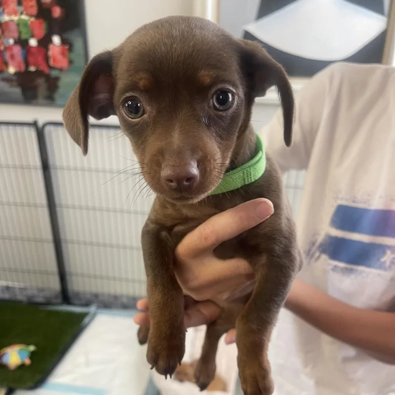 A baby small-sized female Brown / Chocolate Chihuahua dog named Piper for adoption in Escondido, CA