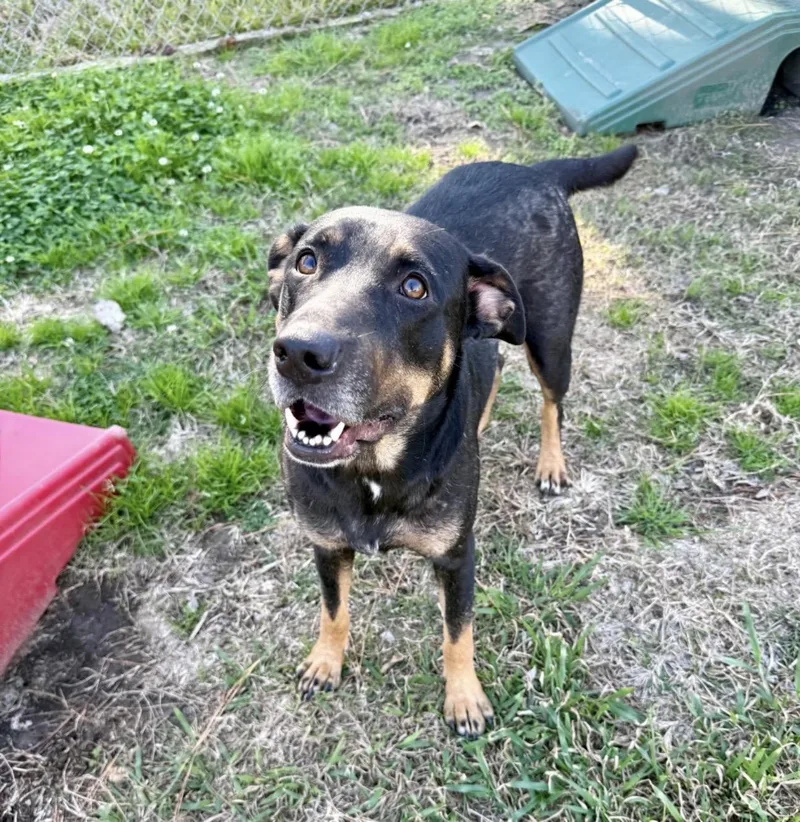 A young medium-sized female Bicolor Rottweiler dog named Lexie for adoption in Alvin, TX
