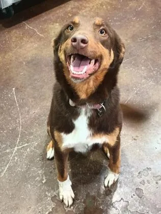 An adult medium-sized female Australian Shepherd dog named Red for adoption in Cincinnati, OH