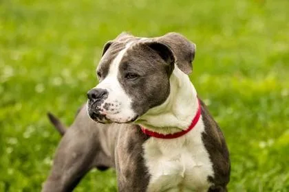 An adult medium-sized male Mixed Breed dog named Max Aka Geo for adoption in West Chester, PA