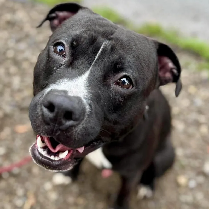 A young medium-sized male Black Pit Bull Terrier dog named Mr. Bombastic for adoption in Buffalo, NY