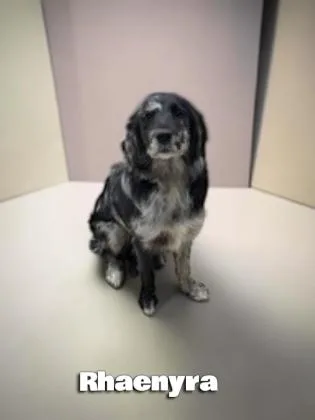 An adult medium-sized female Australian Shepherd dog named Rhaenyra for adoption in Sullivan, IN