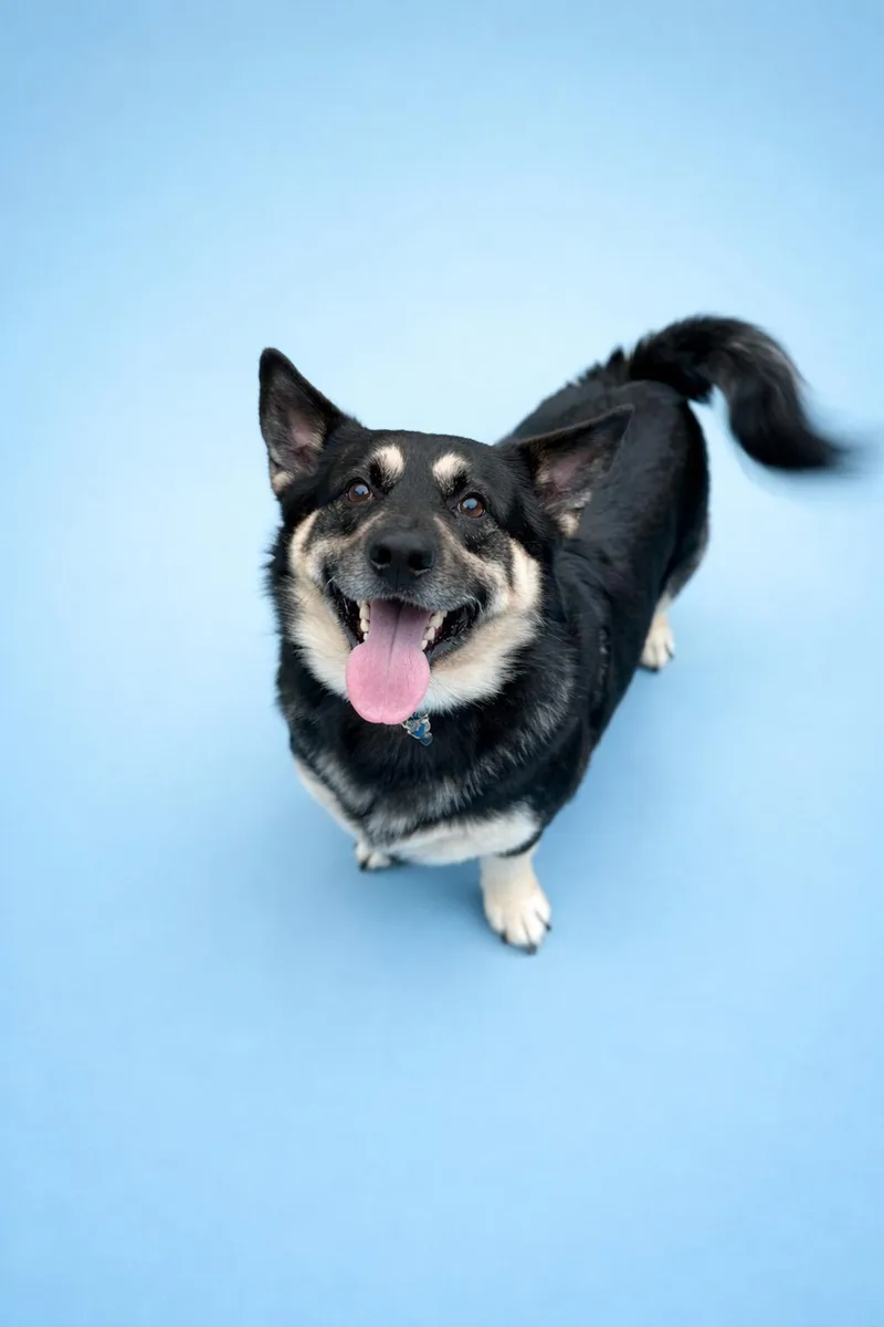 An adult medium-sized male Tricolor (Brown, Black, & White) Corgi dog named Captain for adoption in Waldorf, MD