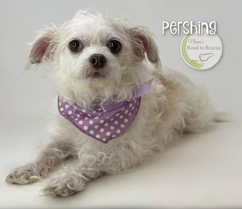 Pershing thumbnail 2