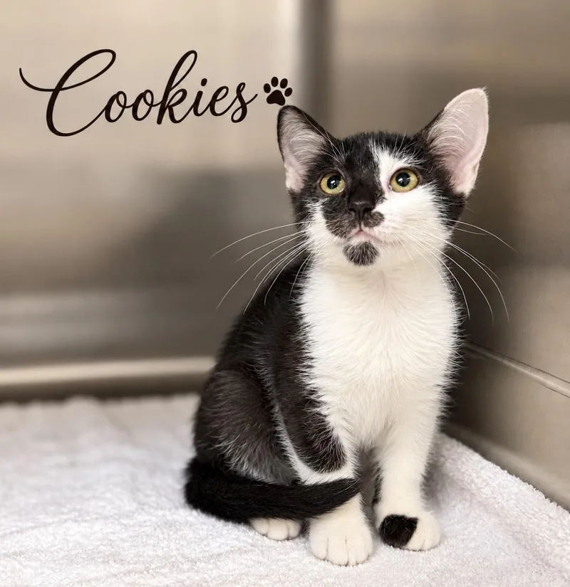 A baby small-sized female Black & White / Tuxedo Domestic Short Hair cat named Cookies for adoption in Pawleys Island, SC
