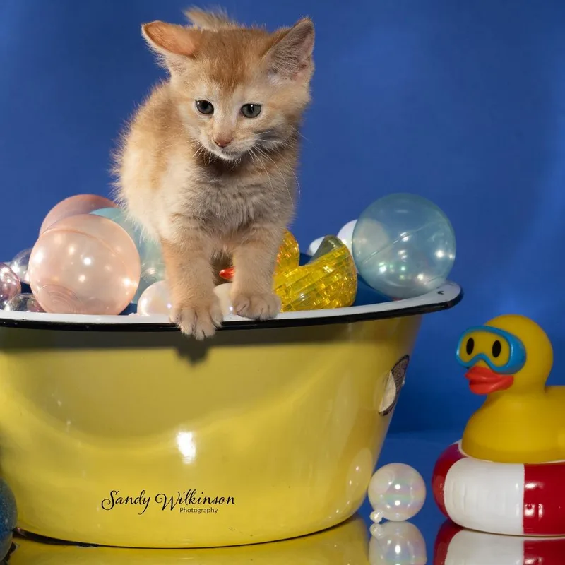 A baby small-sized female Orange / Red Domestic Medium Hair cat named Tic for adoption in Tipton, IN