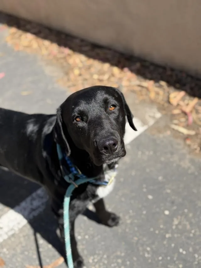 A young medium-sized male Labrador Retriever dog named Goose for adoption in Santa Maria, CA