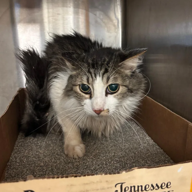 A senior medium-sized male White Domestic Medium Hair cat named Owen for adoption in Ottawa, KS
