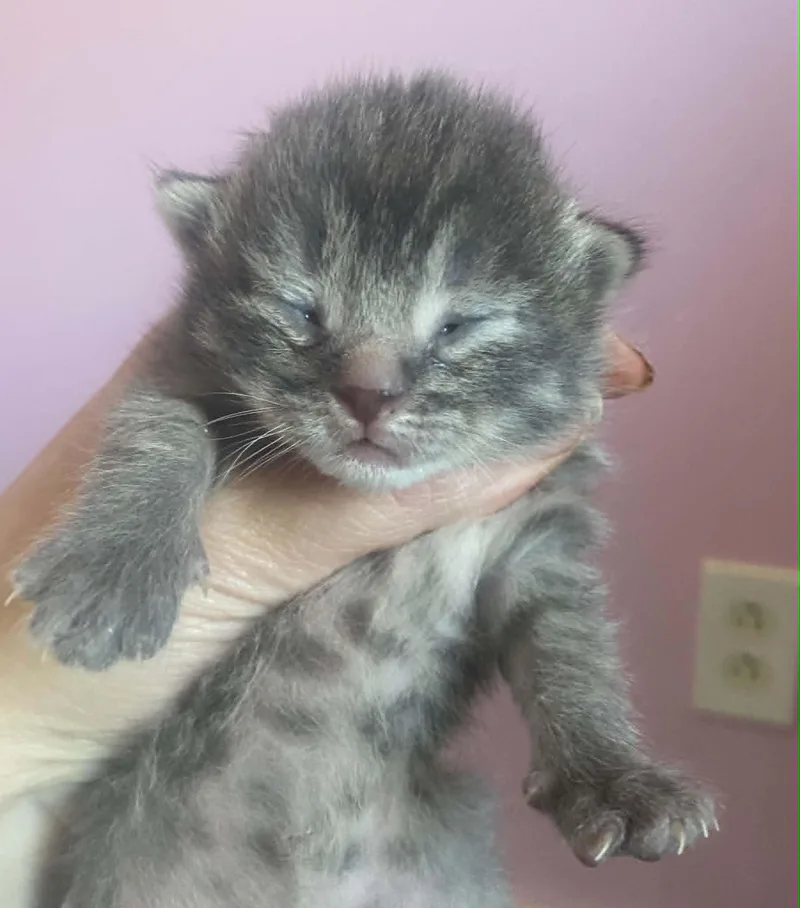 A baby medium-sized female Domestic Short Hair cat named Judy for adoption in Port Washington, WI