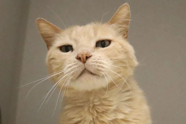 An adult small-sized male Domestic Short Hair cat named Guerro for adoption in Tucson, AZ
