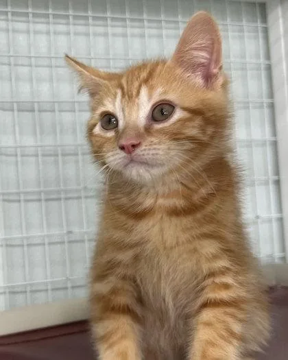 A baby small-sized male Domestic Short Hair cat named Felix for adoption in Elmira, NY