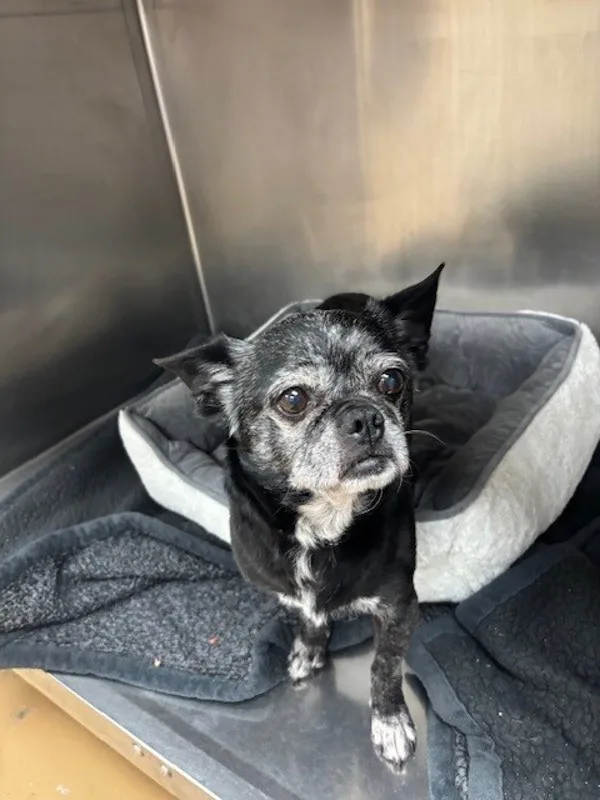 A senior medium-sized male Chihuahua dog named Tino for adoption in Kingston, NY
