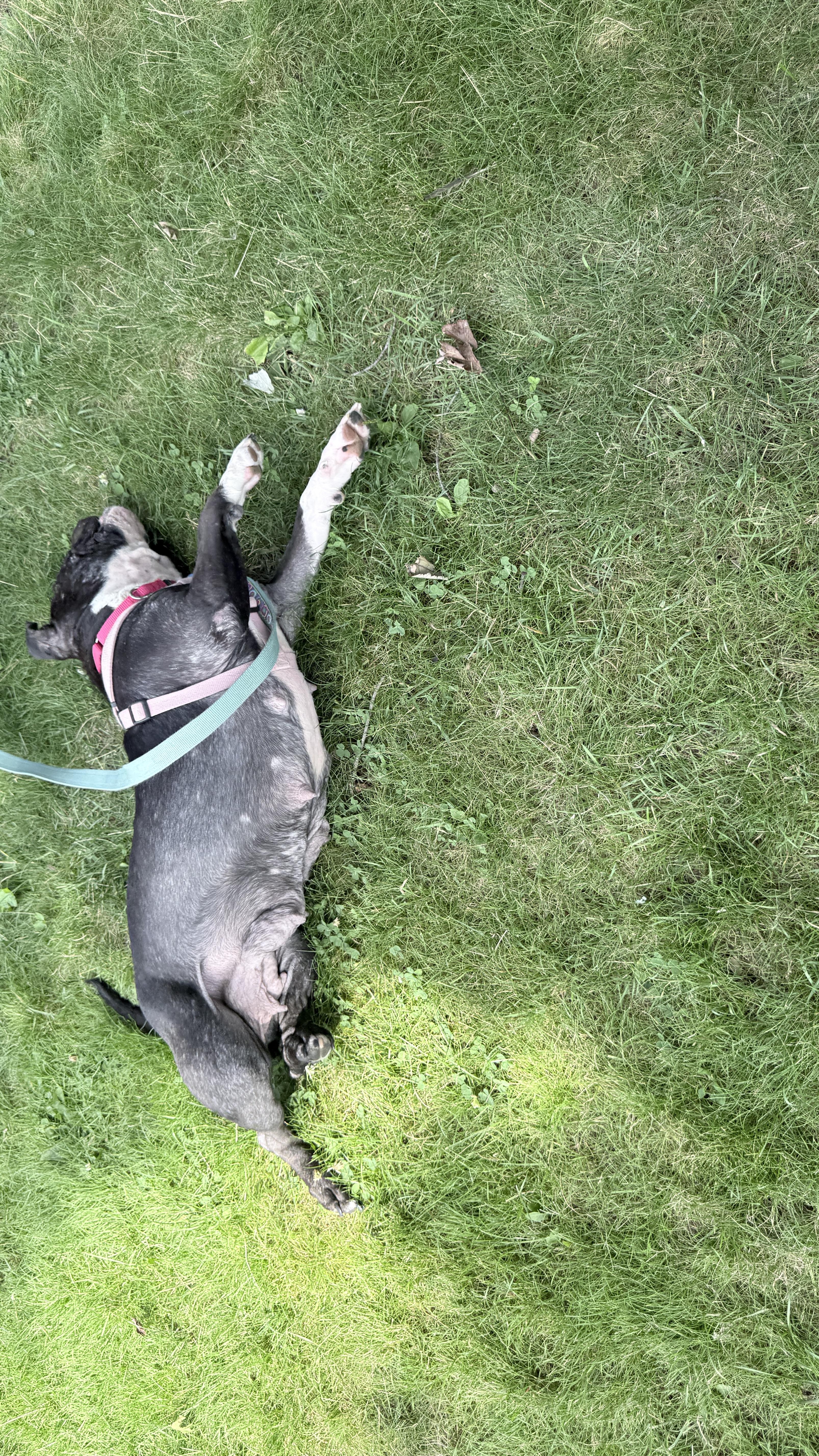 An adult medium-sized female Black Mixed Breed dog named Hunny Munny for adoption in New York, NY