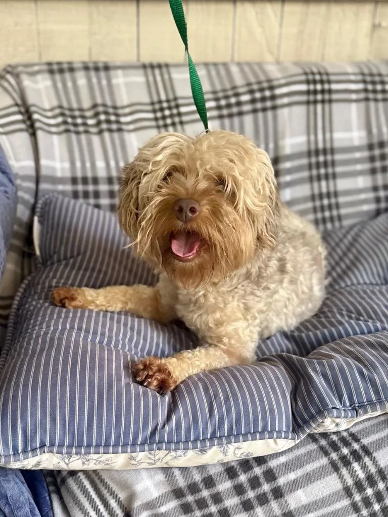 A young small-sized male Maltese dog named Big Mac for adoption in Fort Worth, TX
