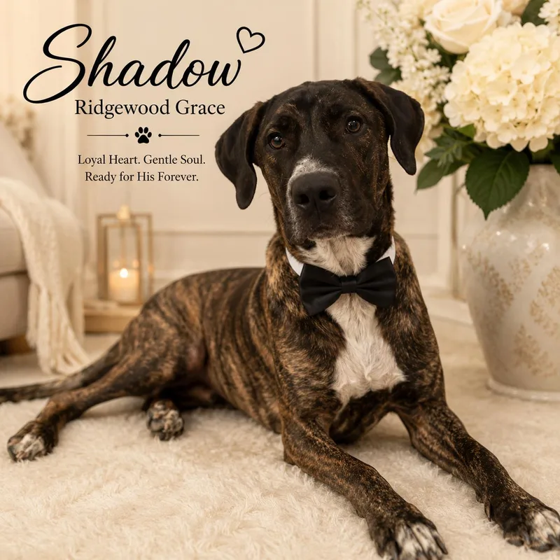 Shadow Ridgewood Grace thumbnail 2
