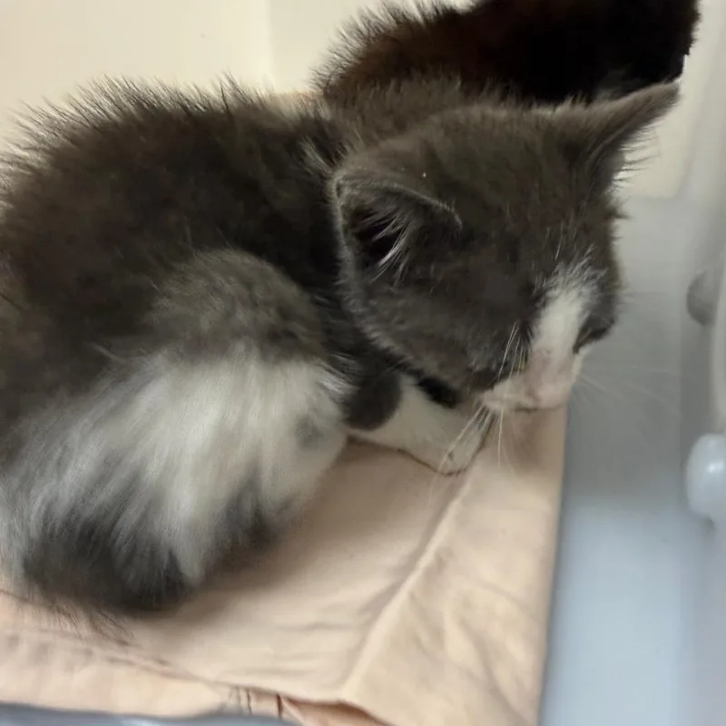 A baby small-sized male Black Domestic Short Hair cat named Milo for adoption in Columbus, GA