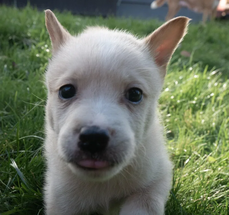 Lily thumbnail 2