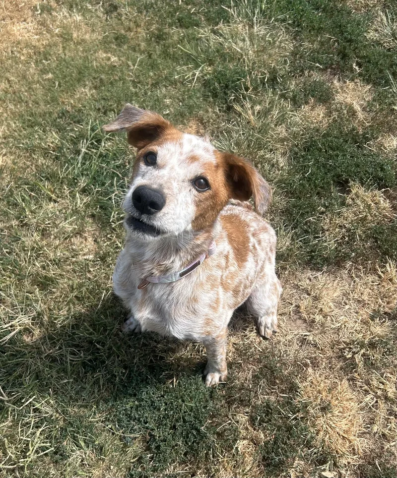Jolene