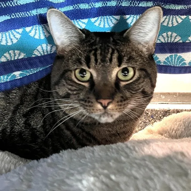 An adult medium-sized female Domestic Short Hair cat named Simba for adoption in Methuen, MA