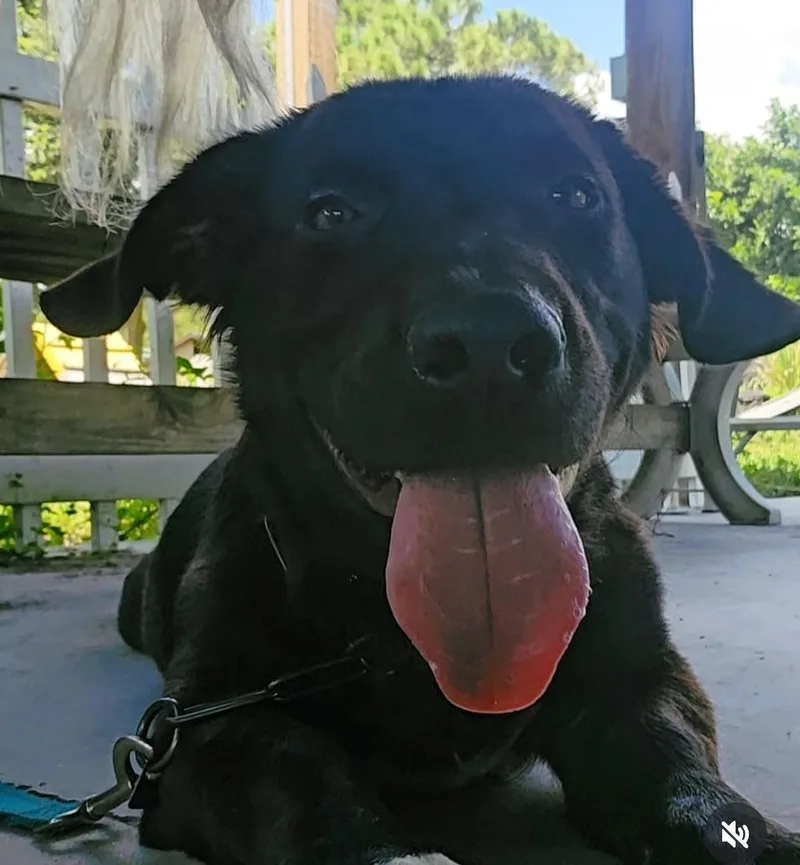 An adult medium-sized male Black Basset Hound dog named Fred for adoption in Fort Myers, FL