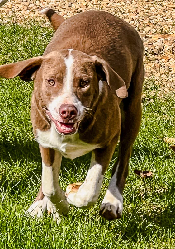 A young medium-sized female Labrador Retriever dog named Nelly for adoption in Pontotoc, MS
