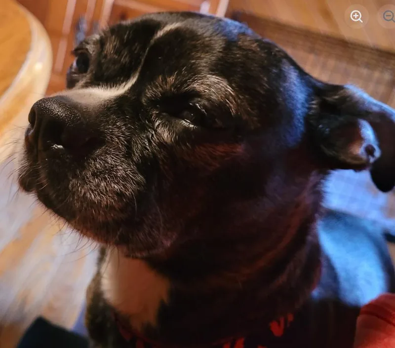An adult small-sized female Brindle Boston Terrier dog named Zena for adoption in Albany, NY